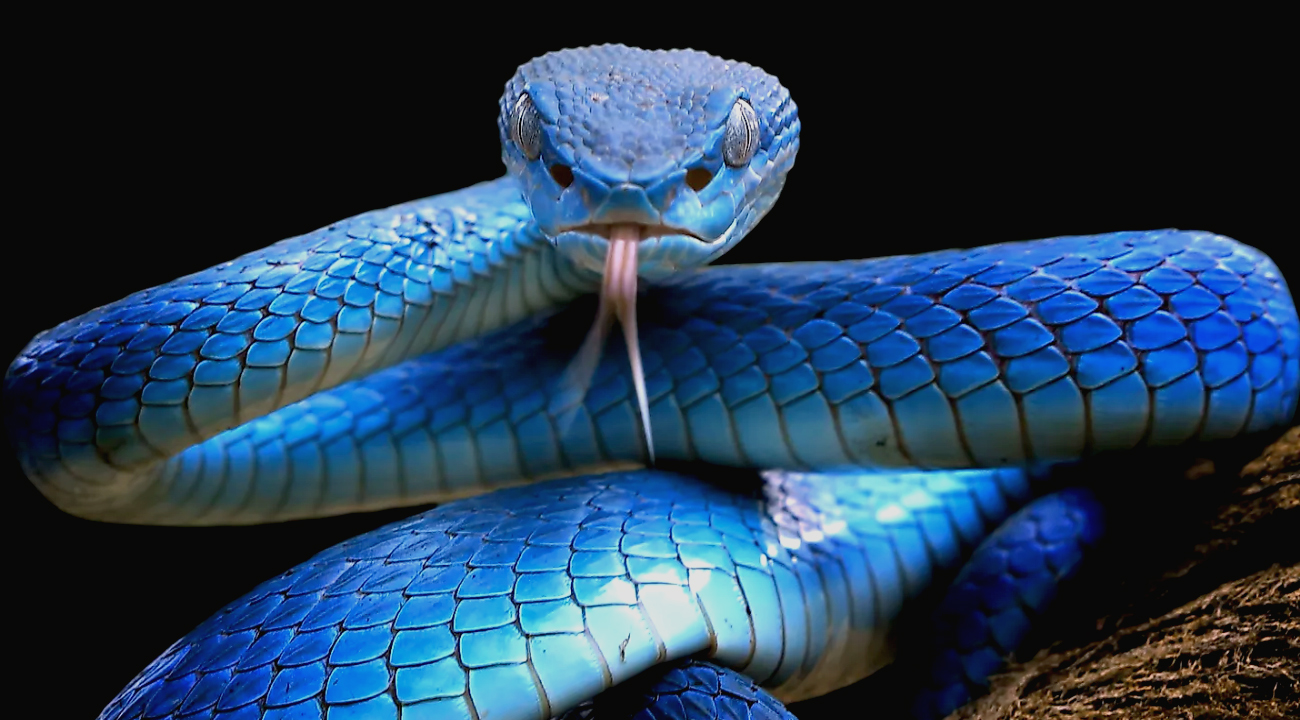 Snake-সাপ-newsedge24