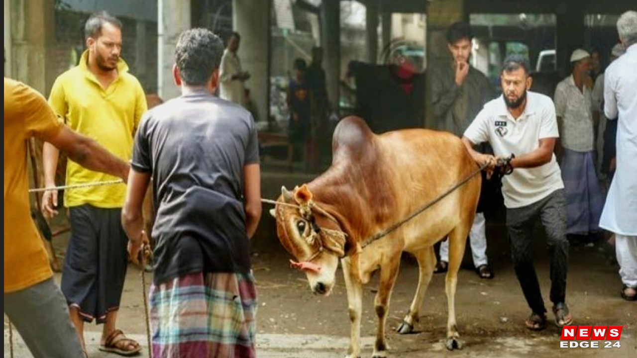 কোরবানির পশু-newsedge4