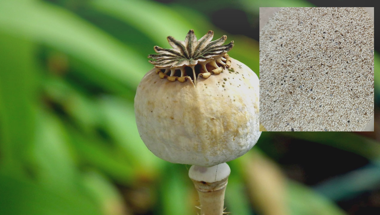 আমদানি–নিষিদ্ধ-পপি-বীজ-poppy-seeds-newsedge24