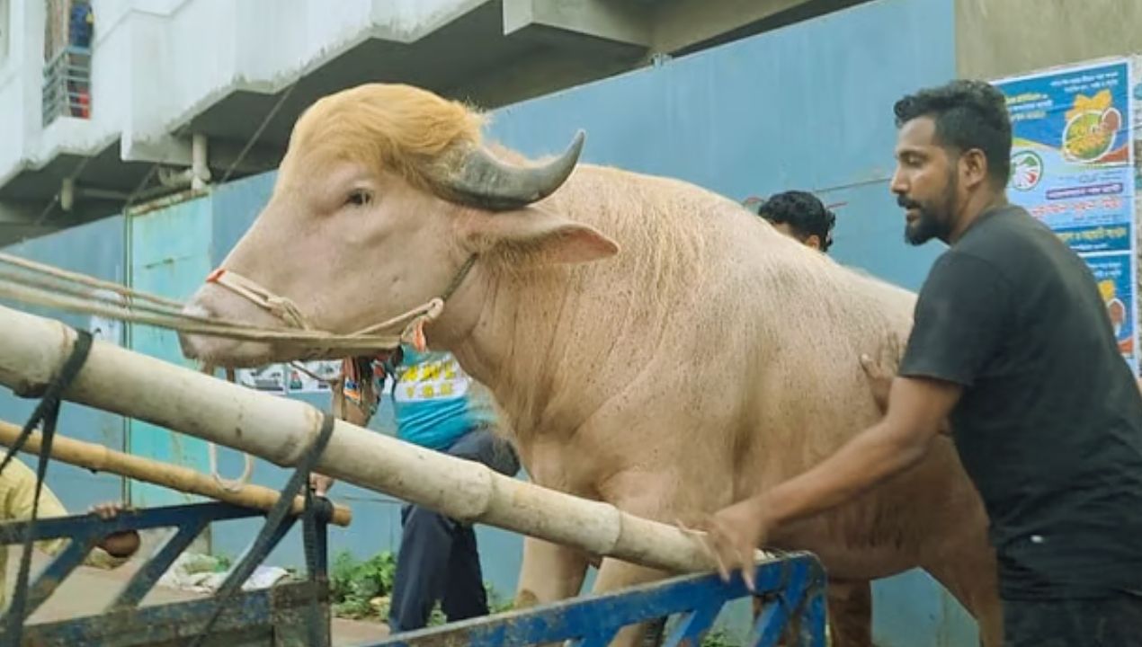 ভাইরাল থেকে চিড়িয়াখানায়: আলোচিত মহিষ ‘ডোনাল্ড ট্রাম্প’-এর নতুন ঠিকানা