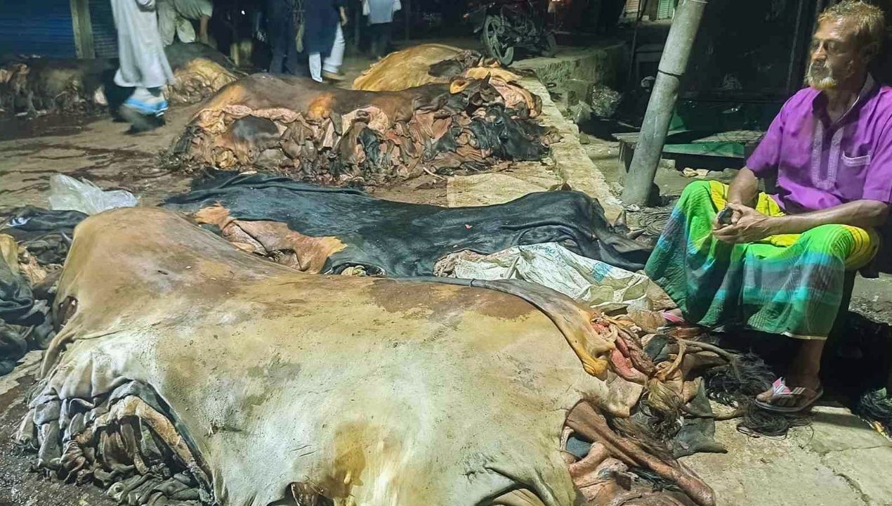 ‘৪০০ টাকায় কিনে ১৫০ টাকায় বিক্রি’, দিশেহারা মৌসুমি চামড়া ব্যবসায়ী